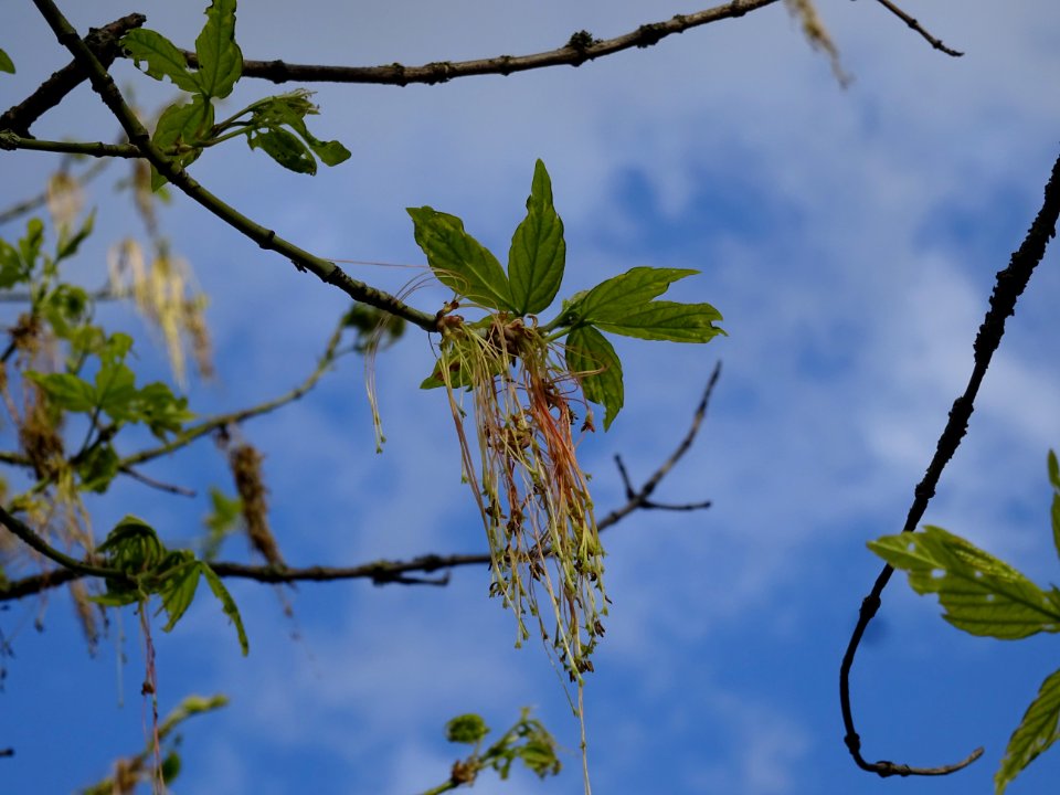 Feuilles et fleurs d'érable negundo ou érable à feuilles d… 