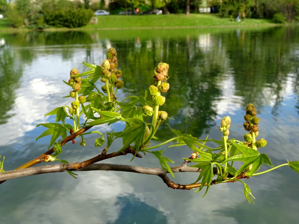 Feuilles et fleurs en capitule sphérique, Copalme d'Amériq… 