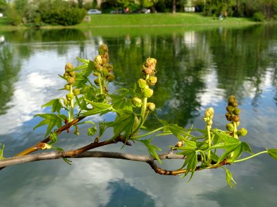 Feuilles et fleurs en capitule sphérique, Copalme d'Amériq… 
