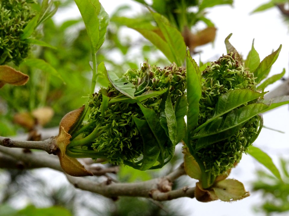 Fleurs et jeunes feuilles de Frêne élevé, Fraxinus excelsi… 