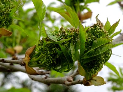Fleurs et jeunes feuilles de Frêne élevé, Fraxinus excelsi… 