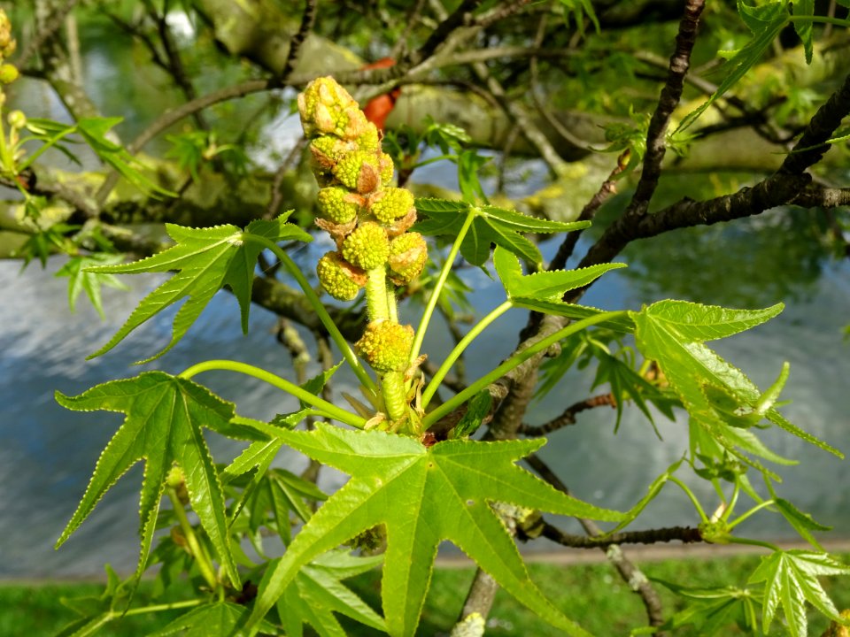 Feuilles et fleurs en capitule sphérique, Copalme d'Amériq… 