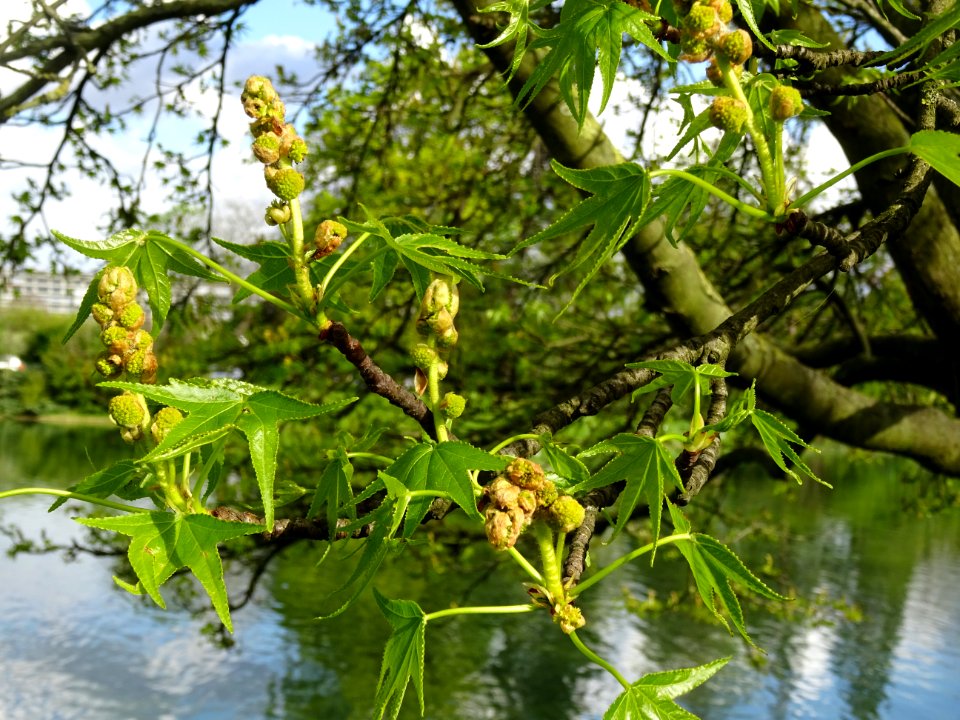 Feuilles et fleurs en capitule sphérique, Copalme d'Amériq… 