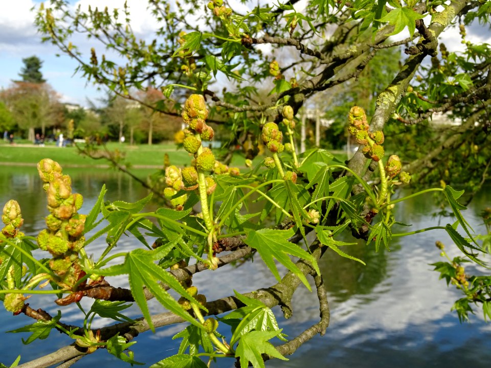 Feuilles et fleurs en capitule sphérique, Copalme d'Amériq… 