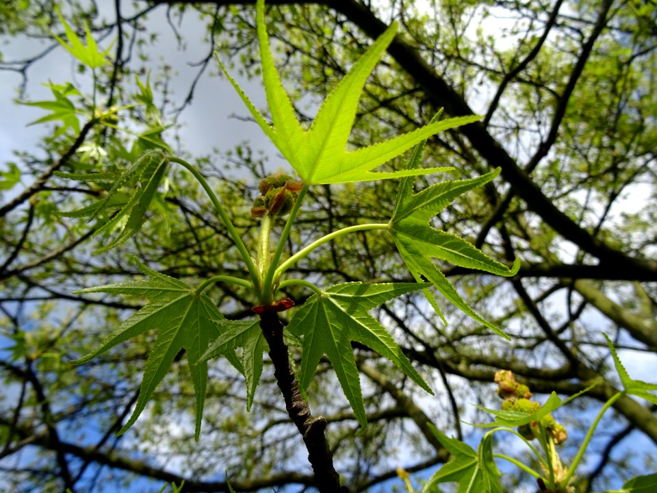 Feuilles et fleurs en capitule sphérique, Copalme d'Amériq… 