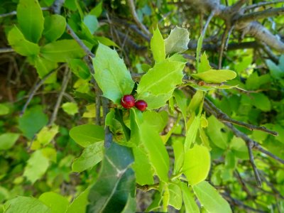 Houx, Ilex aquifolium, Aquifoliacées 