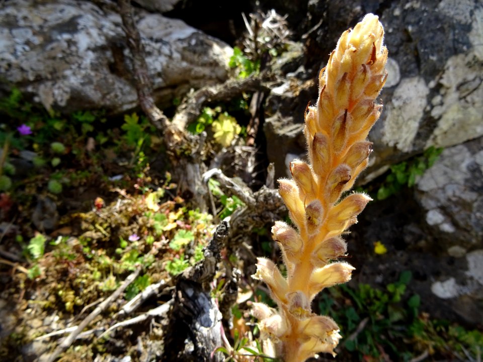 Orobanche, plante herbacée parasite et sans chlorophylle, … 