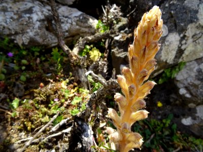 Orobanche, plante herbacée parasite et sans chlorophylle, … 