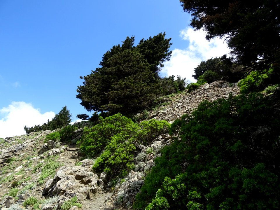Les derniers 50 m du sentier qui monte au Mont Dikeos, som… 
