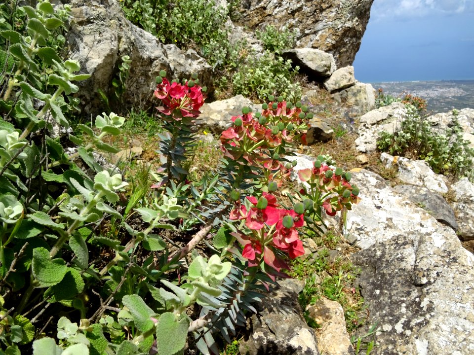 Euphorbes sur le sentier du mont Dikeos 