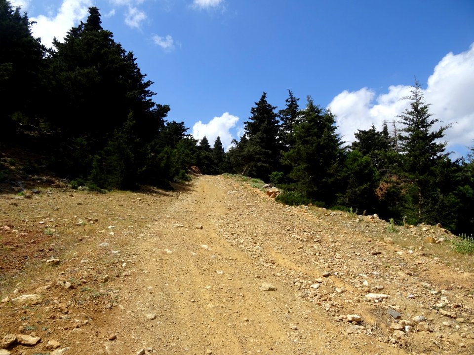 La montée caillouteuse dans les cyprès 