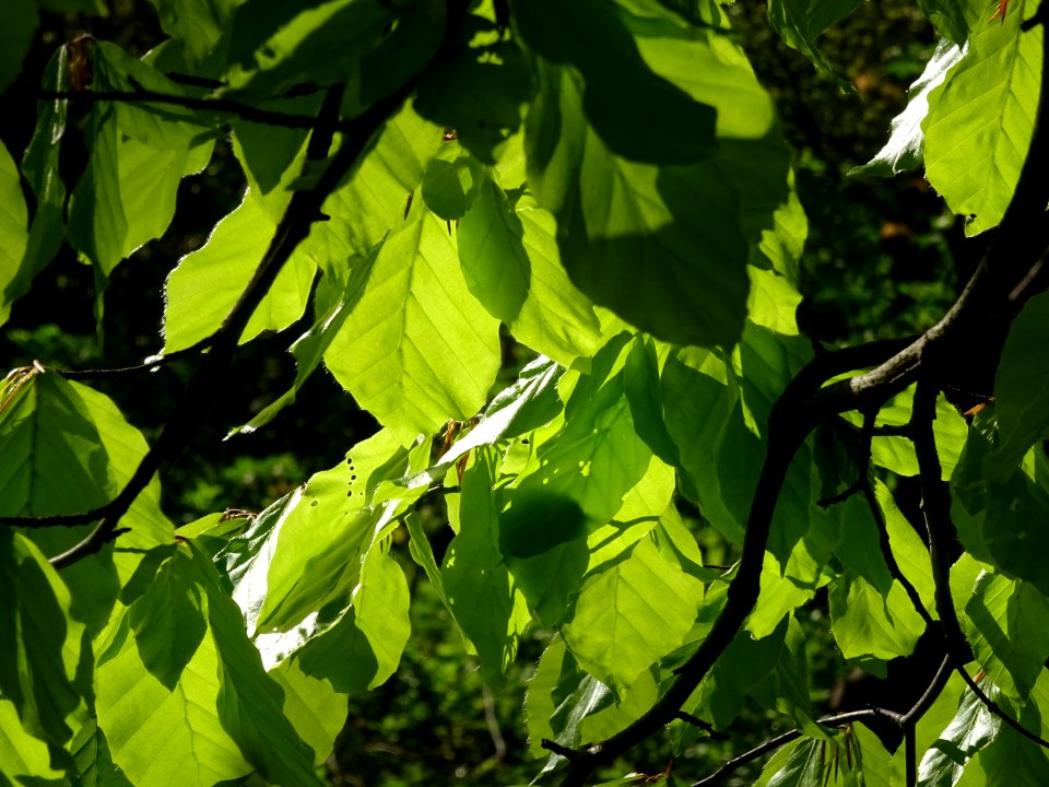 Feuilles de hêtre ou fayard, à stipules, Fagus sylvatica, … 