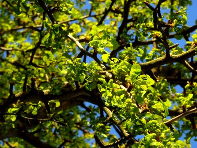 Fleurs mâles et bouquets de feuilles, Ginkgo, Ginkgo bilob… 