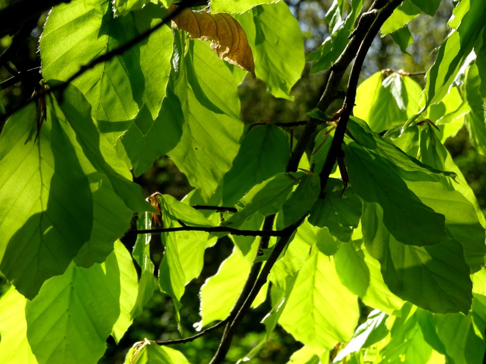 Feuilles de hêtre ou fayard, à stipules, Fagus sylvatica, … 
