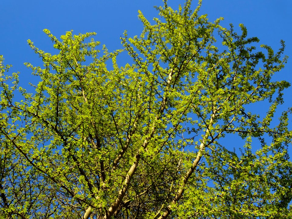Fleurs mâles et bouquets de feuilles, Ginkgo, Ginkgo bilob… 