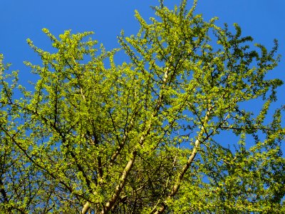 Fleurs mâles et bouquets de feuilles, Ginkgo, Ginkgo bilob… 