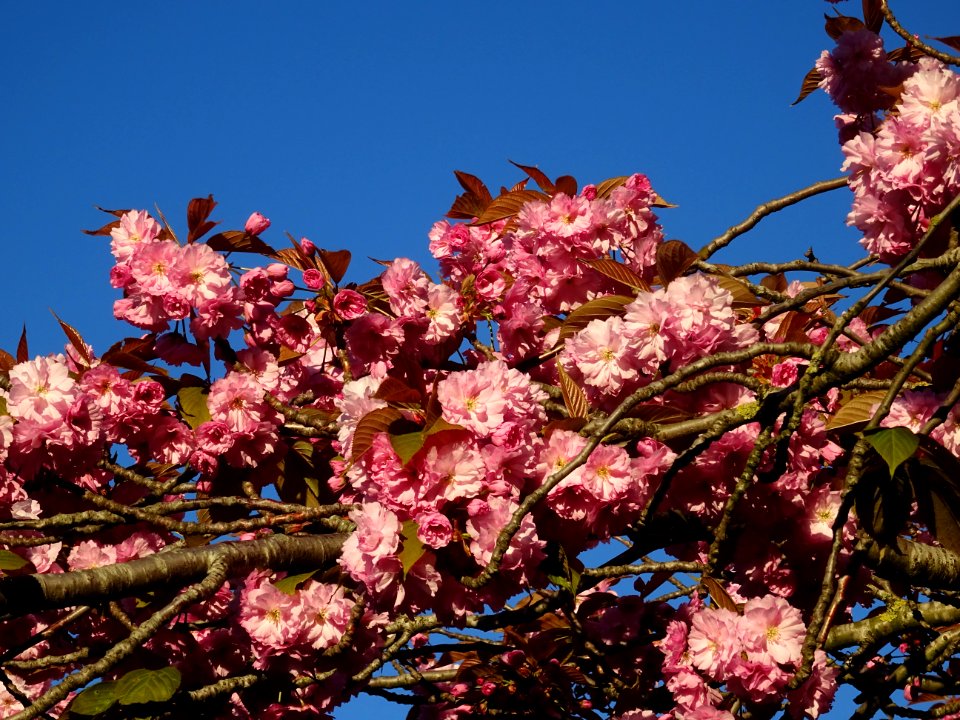 Fleurs du Cerisier du Japon, Prunus serrulata, Rosacées 