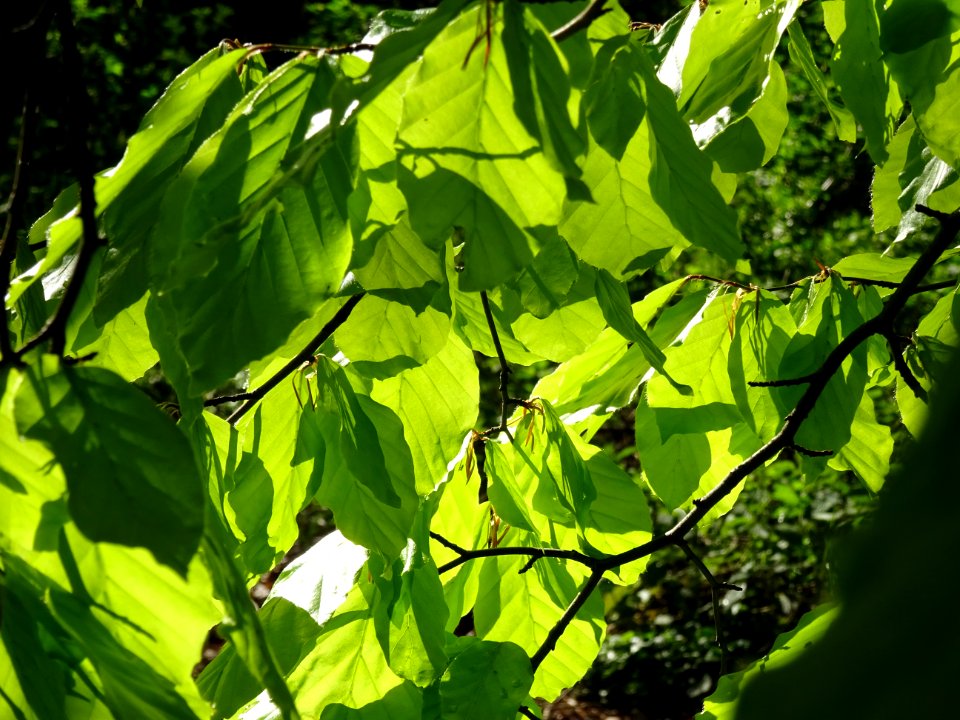 Feuilles de hêtre ou fayard, à stipules, Fagus sylvatica, … 