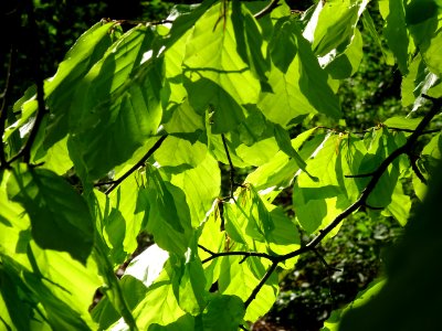 Feuilles de hêtre ou fayard, à stipules, Fagus sylvatica, … 