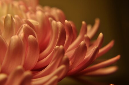 Spring botanical nature