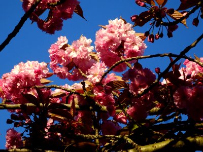 Fleurs du Cerisier du Japon, Prunus serrulata, Rosacées 
