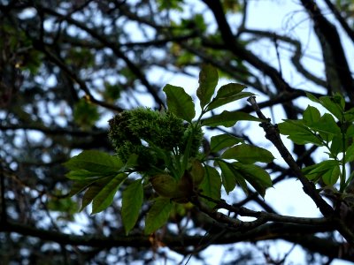 Fleurs et jeunes feuilles de Frêne élevé, Fraxinus excelsi… photo