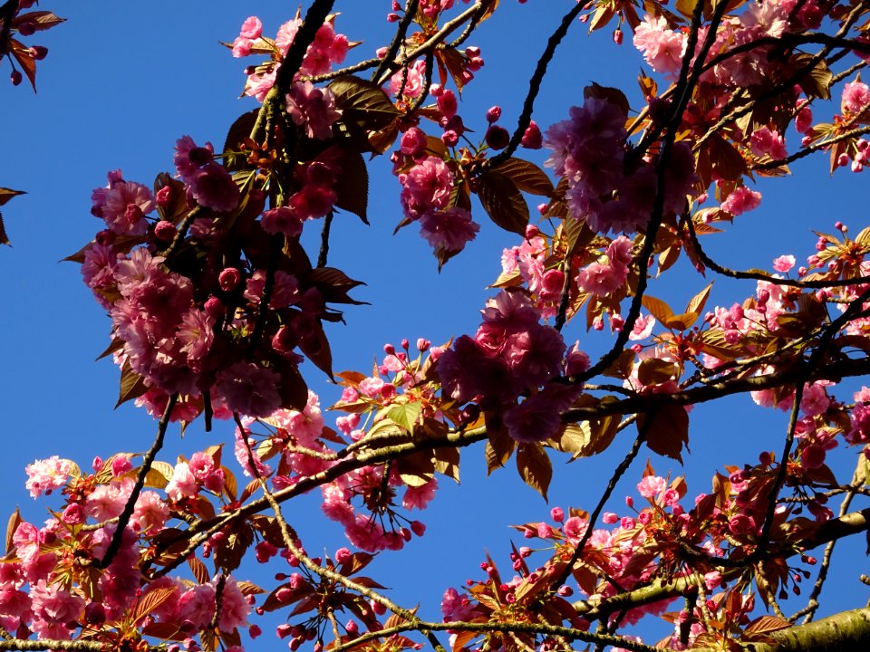 Fleurs du Cerisier du Japon, Prunus serrulata, Rosacées 