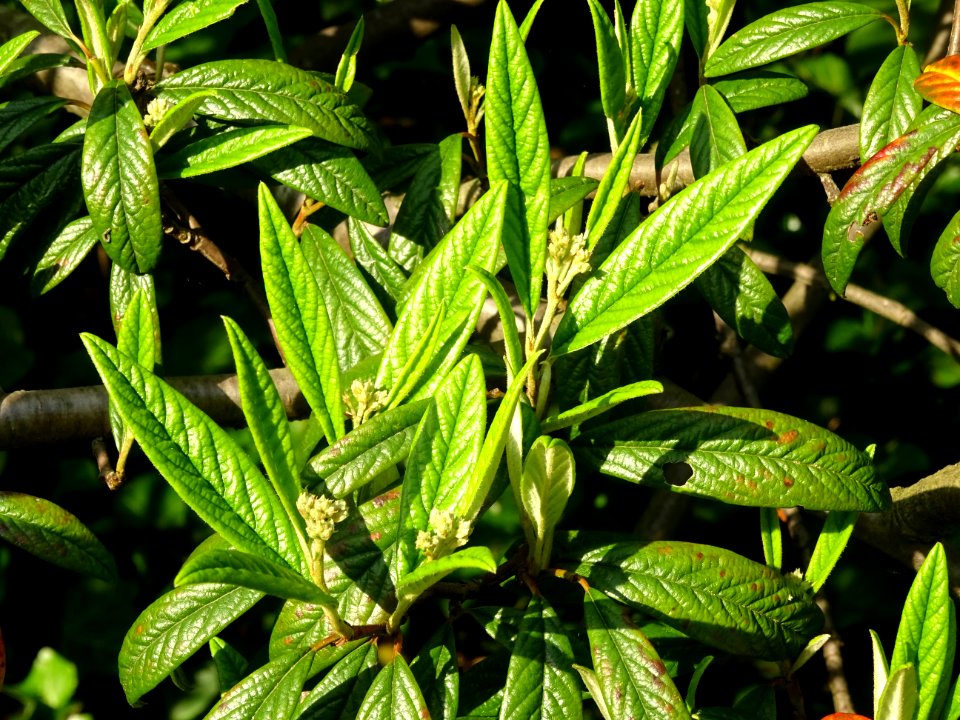 Cotonéastre à feuilles de saule, Cotoneaster salicifolius,… 