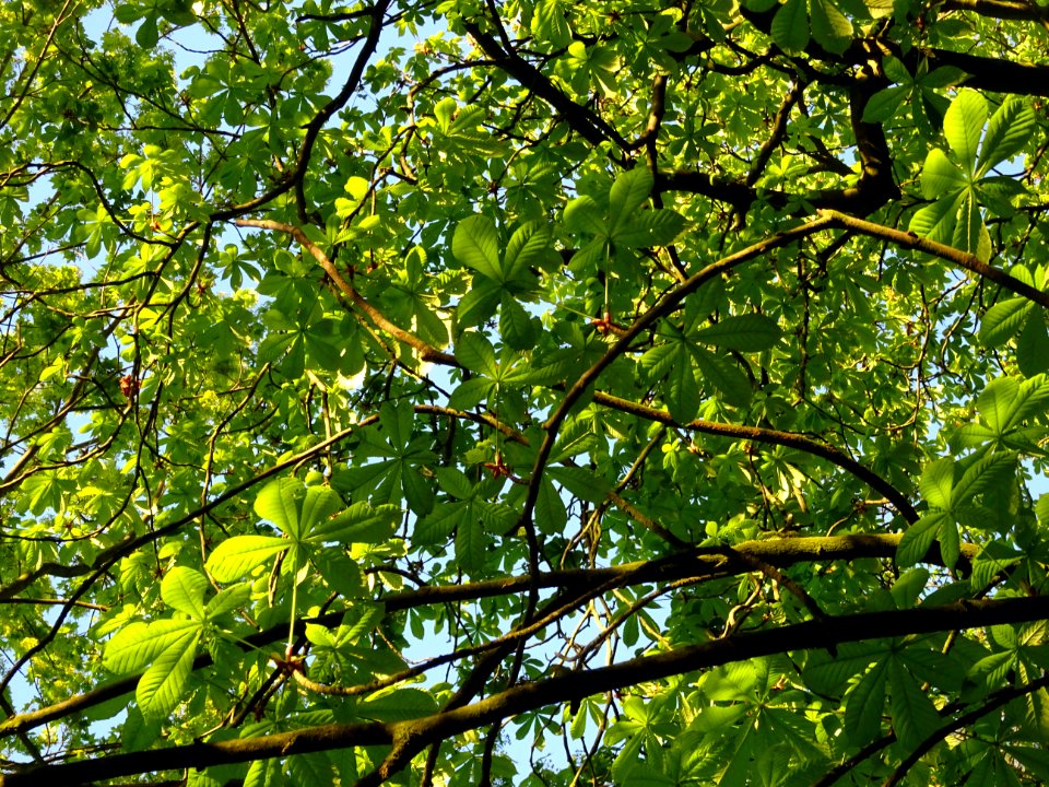 Branches et feuilles, Marronnier d'Inde, Aesculus hippocas… 