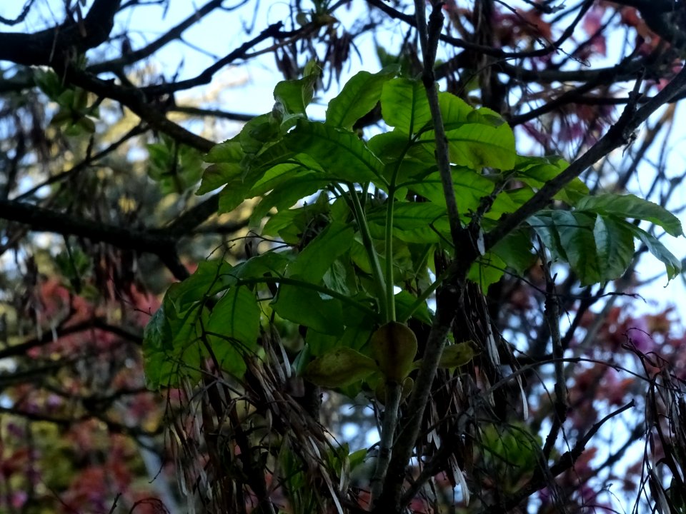 Jeunes feuilles de Frêne élevé, Fraxinus excelsior, Oléacé… 