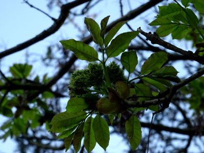 Fleurs et jeunes feuilles de Frêne élevé, Fraxinus excelsi… photo