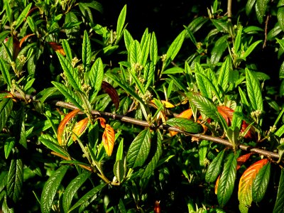 Cotonéastre à feuilles de saule, Cotoneaster salicifolius,… 