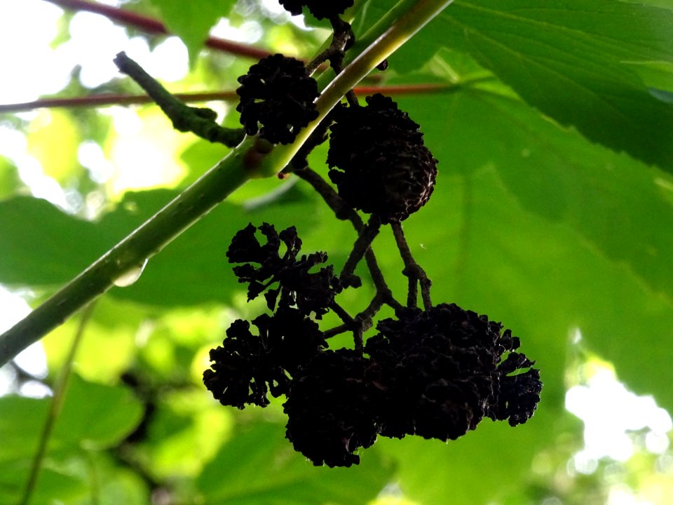 Glomérules femelles de l'Aulne glutineux, Alnus glutinosa,… 