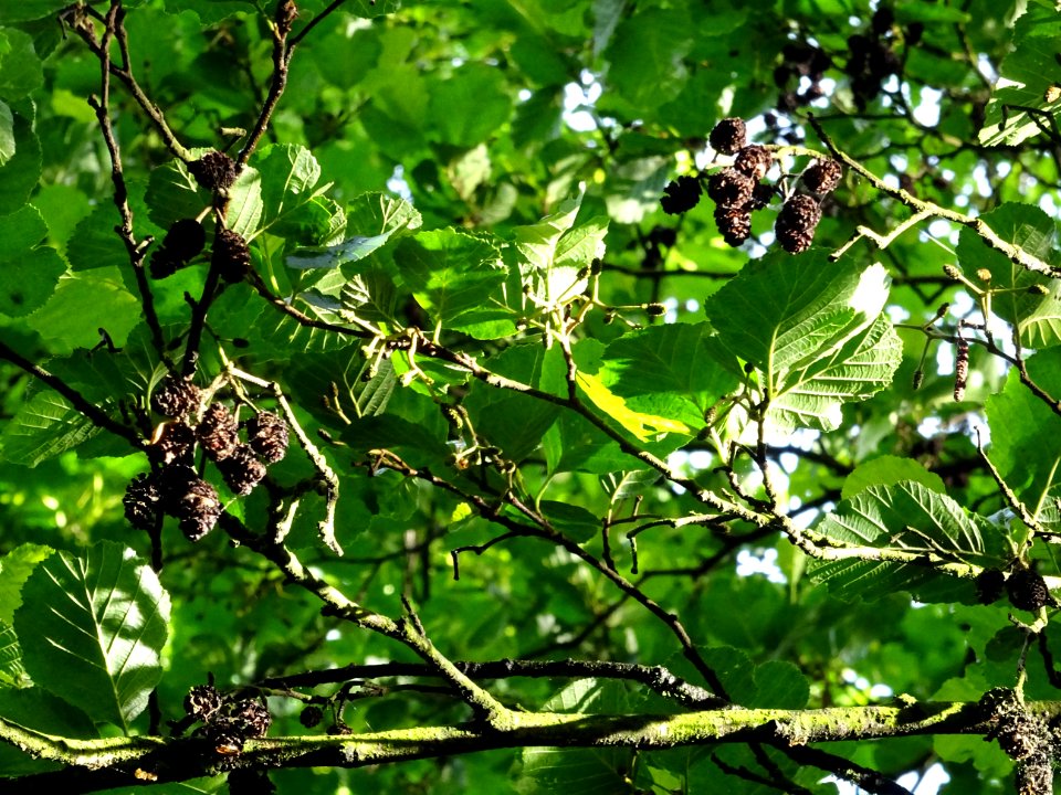 Feuilles et glomérules femelles de l'Aulne glutineux, Alnu… 