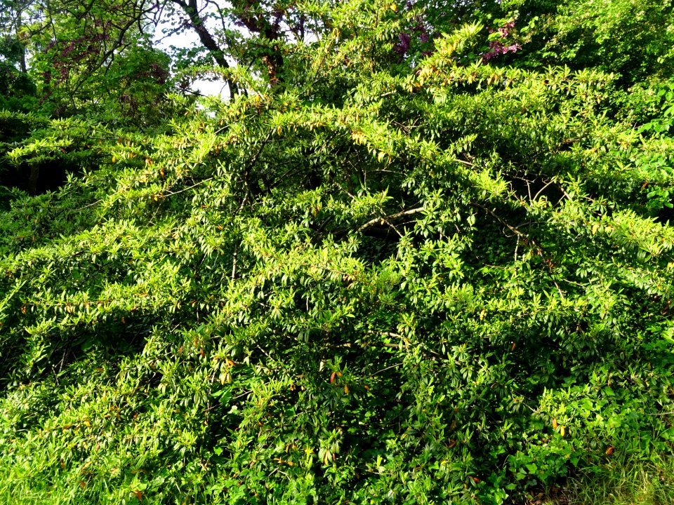 Cotonéastre à feuilles de saule, Cotoneaster salicifolius,… 