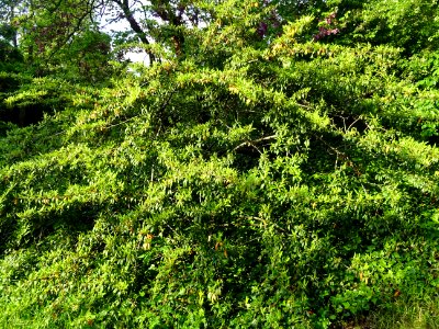Cotonéastre à feuilles de saule, Cotoneaster salicifolius,… 