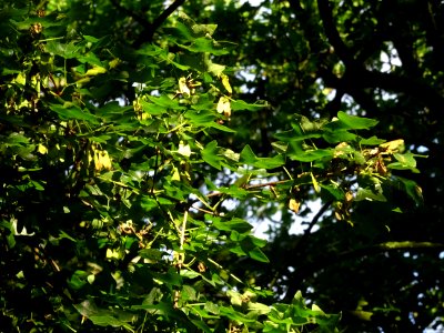 Feuilles trilobées et samares sur un rameau d'érable de Mo… 