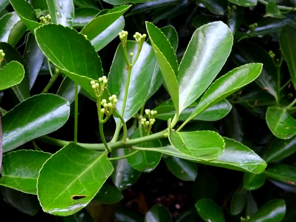 Fusain du Japon, Euonymus japonicus, Célastracées 