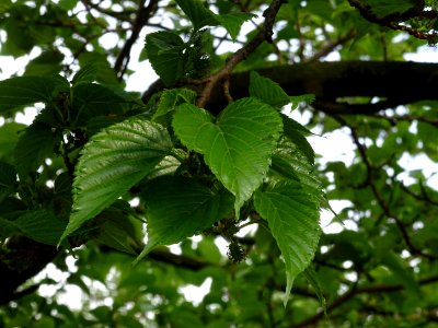 Feuilles et fruits du Mûrier noir, Morus nigra, Moracées 