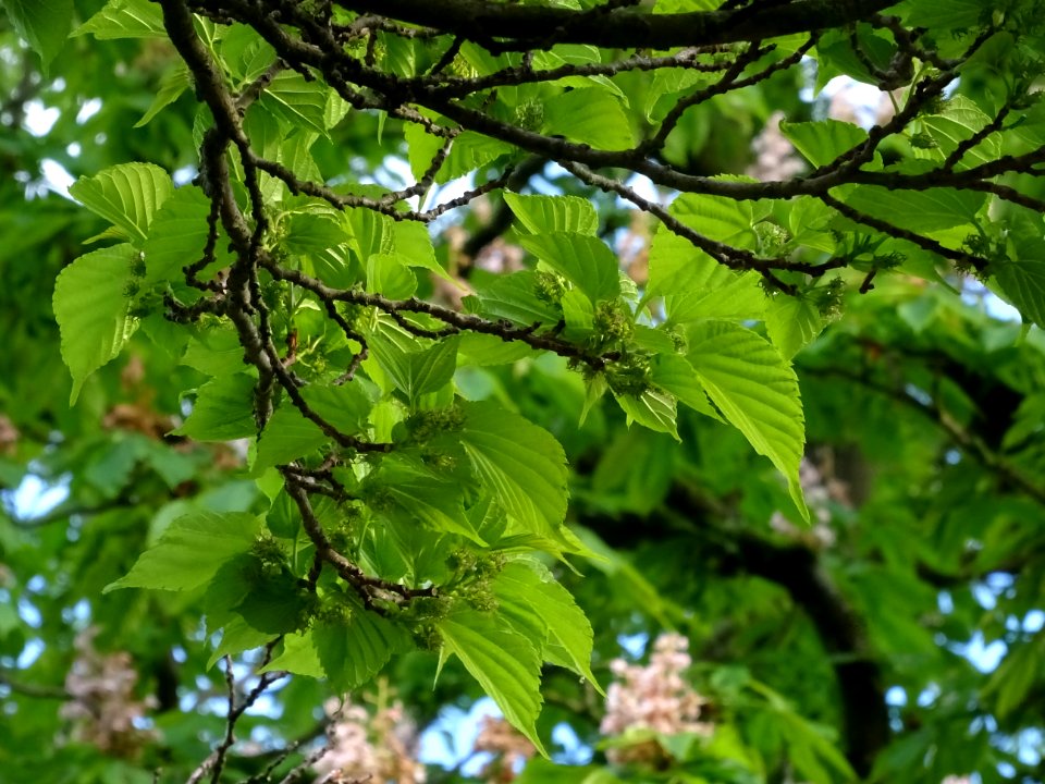 Feuilles et fruits du Mûrier noir, Morus nigra, Moracées 