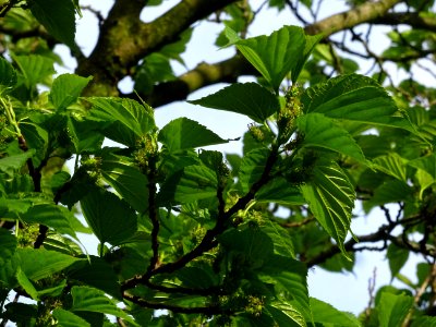 Feuilles et fruits du Mûrier noir, Morus nigra, Moracées 