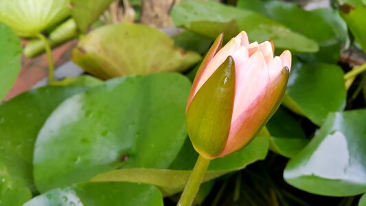 Lotus lake pink lotus water plants photo