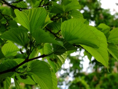 Feuilles et fruits du Mûrier noir, Morus nigra, Moracées 