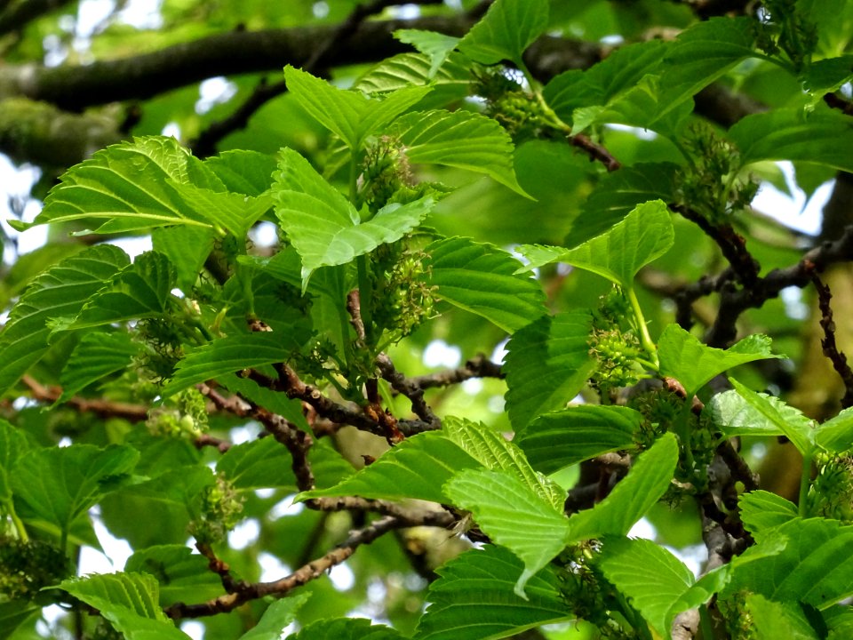 Feuilles et fruits du Mûrier noir, Morus nigra, Moracées 