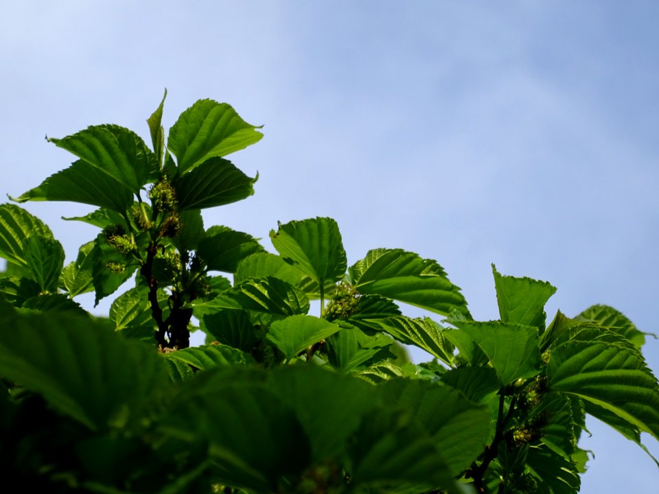 Feuilles et fruits du Mûrier noir, Morus nigra, Moracées 