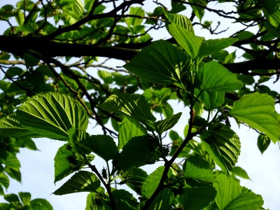 Feuilles et fruits du Mûrier noir, Morus nigra, Moracées 