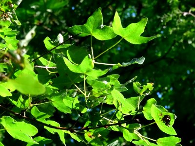 Feuilles trilobées de l'Erable de Montpellier, Acer monspe… 