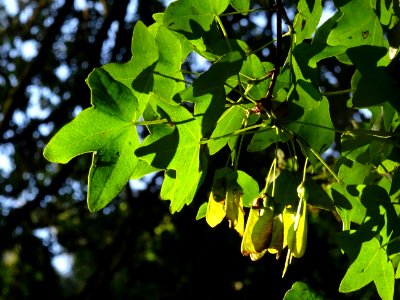 Feuilles trilobées et samares de l'Erable de Montpellier, … 