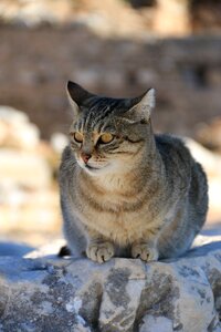 Close street kitty