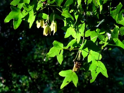 Feuilles trilobées et samares de l'Erable de Montpellier, … 